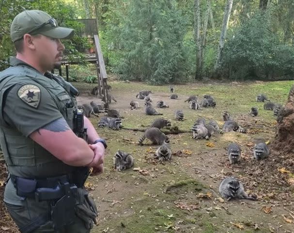 <p>Kitsap County Sheriff's Office/Facebook</p> Raccoons on a woman's property in Poulsbo, Washington