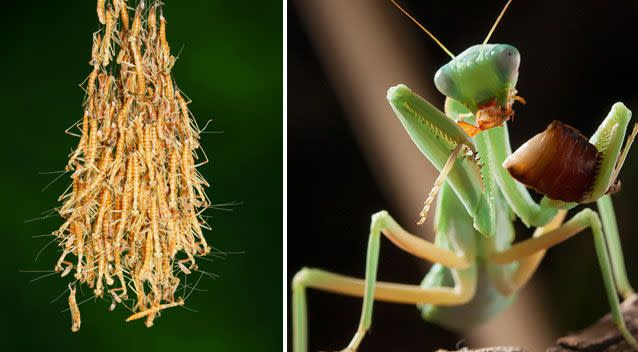 A local expert said the clusters could contain eggs and can be in homes over the summer months. Photo: Supplied/ Alan Henderson/ Minibeast Wildlife