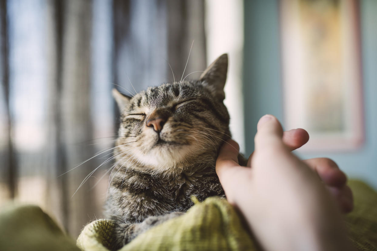 'Cat people' are actually bad at looking after cats (Getty)