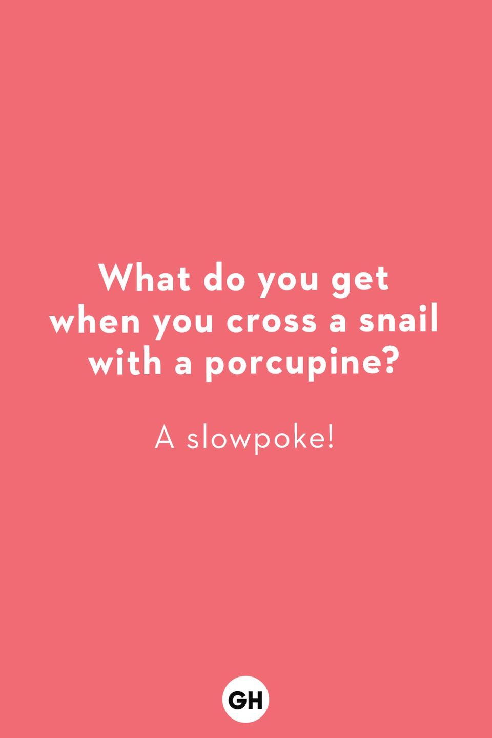 <p><strong>What do frogs order at fast-food restaurants?</strong><br>French flies!</p><p><strong>What do you get from a pampered cow?</strong><br>Spoiled milk!</p><p><strong>What do you call an alligator who solves mysteries?</strong><br>An investigator!</p><p><strong>Why is a snake difficult to fool?</strong><br>You can’t pull its leg!</p><p><strong>What kind of socks do grizzlies wear?</strong><br>None, they have bear feet!</p><p><strong>What do you get when you cross a snail with a porcupine?<br></strong>A slowpoke!</p><p><strong>What did the dog say when it sat on sandpaper?</strong><br>"Ruff!"</p><p><strong>What's a cat's favorite dessert?</strong><br>Chocolate mouse!</p><p><strong>What fish only swims at night?</strong><br>Starfish!</p><p><strong>What does a triceratops sit on?</strong><br>Its tricera-bottom!</p>