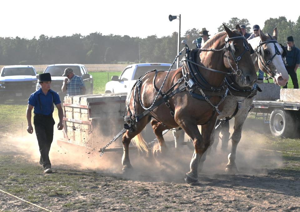These horses are used to pull plows and wagons during farming by the Amish families.