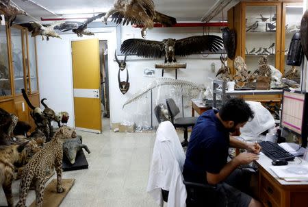 Asaf, a collection manager at Tel Aviv University's Zoological centre works on a collection which will be housed at the Steinhardt Museum of Natural History, a new Israeli natural history museum set to open next year in Tel Aviv, Israel June 8, 2016. REUTERS/Nir Elias