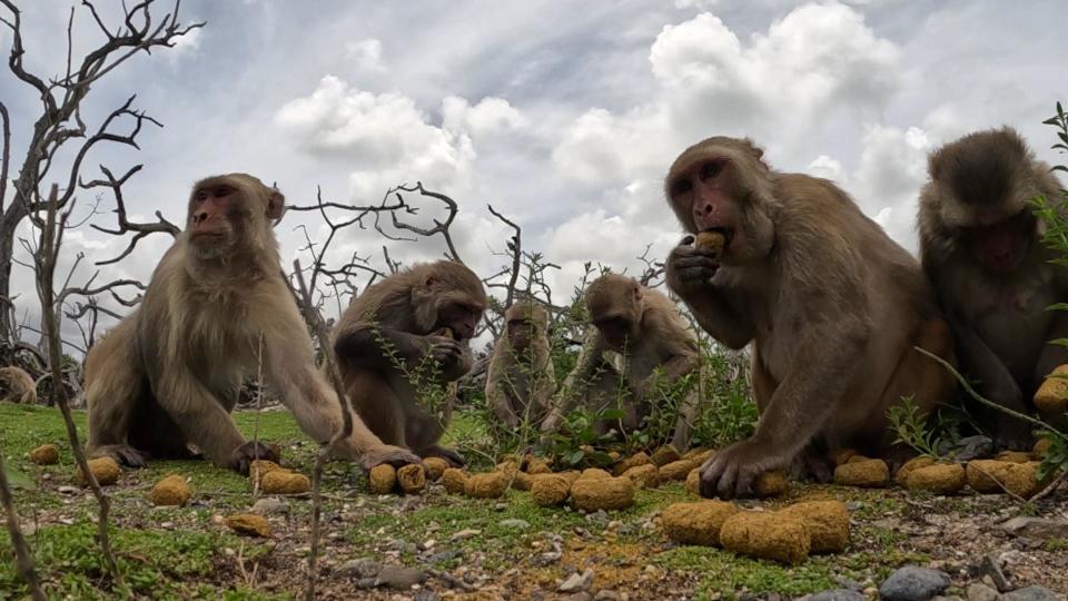 Monkeys on Cayo Santiago / Credit: 60 Minutes