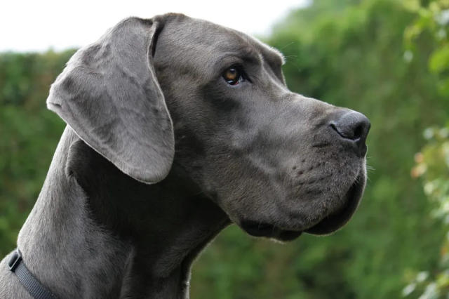 Great Dane Therapy Dog Crowned 'Hero Dog