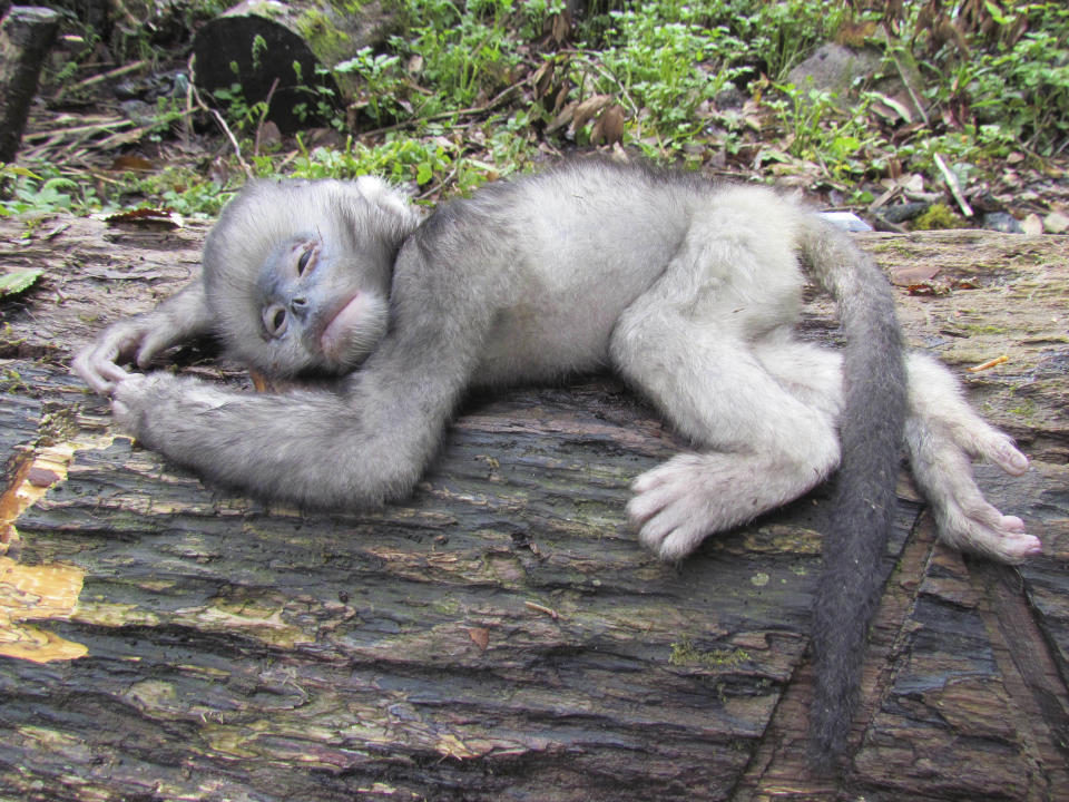 In this April 22, 2011 photo released by Fauna & Flora International Tuesday, April 1, 2014 for editorial use, an infant snub-nosed monkey perishes from injuries after falling off a tree when hunters shot its mother in Sawlaw, northern Kachin State, Myanmar. The British-based conservation group said Tuesday illegal Chinese logging and demand for monkey bones are threatening the Myanmar snub-nosed monkey, a rare monkey species in northern Myanmar. (AP Photo/Jeremy Holden, Fauna & Flora International)