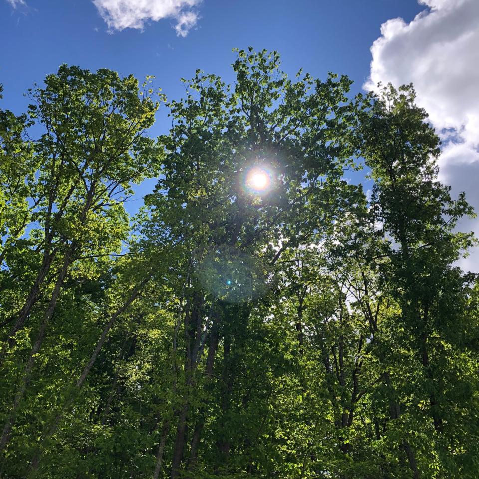 Sun shines through the trees on Bear Mountain at the Monacan Museum near Amherst, Virginia.