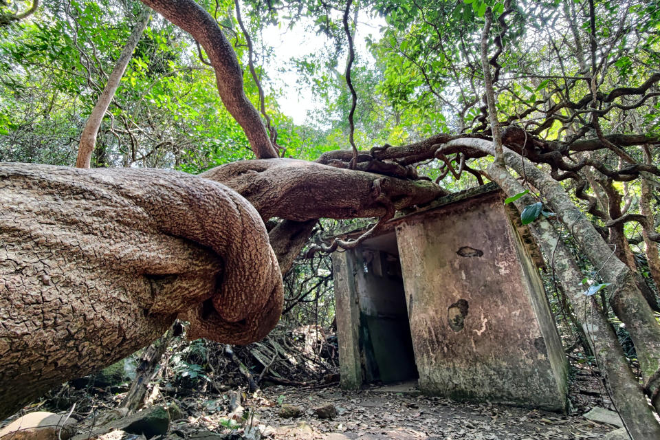 近看藤王實在是非常之壯觀