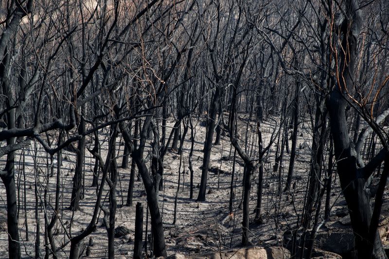 Dead trees mark the scorched landscape surrounding the Kangaroo Valley Bush Retreat after a wildfire in Kangaroo Valley