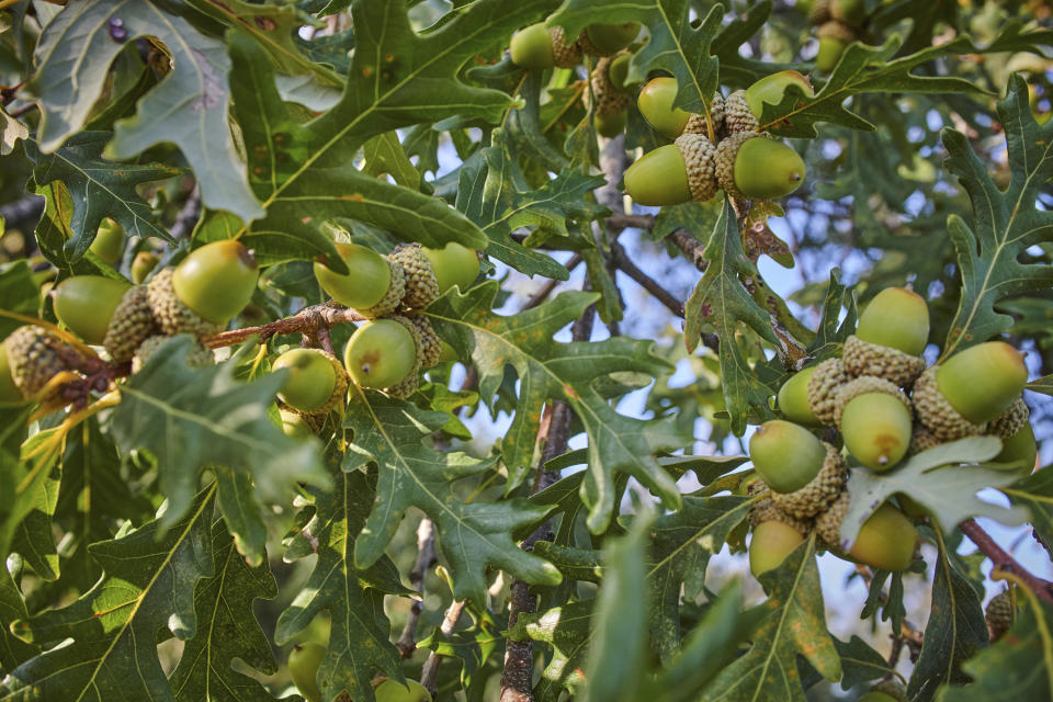 This Sept 12, 2023, image provided by The Morton Arboretum shows a white oak tree bearing a bumper crop of acorns during a mast year in Lisle, Illinois. (The Morton Arboretum via AP)