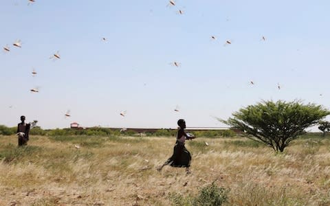 Somali boys attempt to fend off desert locusts as they fly in a grazing land - Credit: REUTERS/Feisal Omar