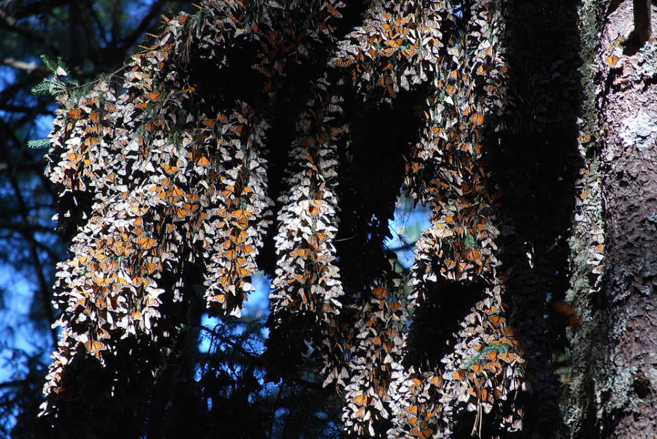 帝王蝶生物圈保護區 (Photo by AlejandroLinaresGarcia, License: CC BY-SA 4.0, Wikimedia Commons提供)