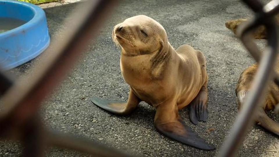 A young sea lion is recuperating Wednesday afternoon from his rather long and mysterious trek earlier in the day.