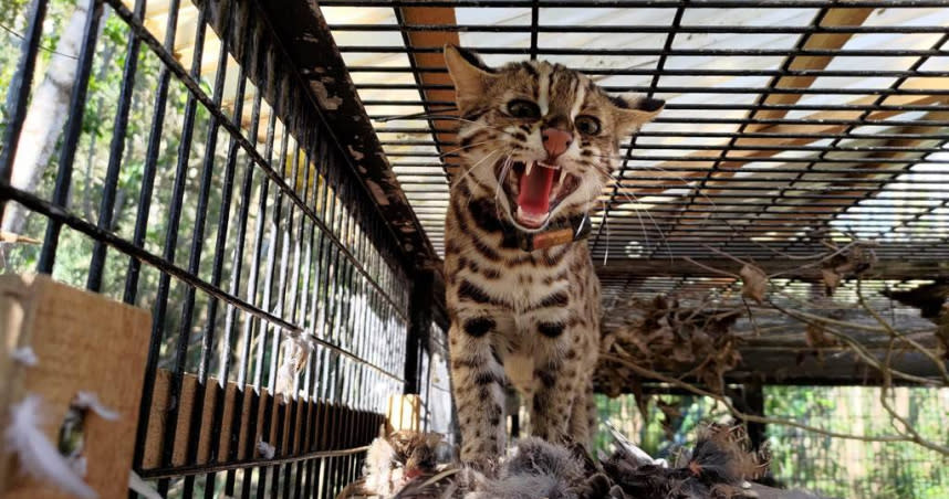 「山貓森林」長期關注野生動物、石虎議題，為避免生態熱區被開發面臨生態浩劫，集資購置土地，已購置15.5公頃。（圖／山貓森林提供）