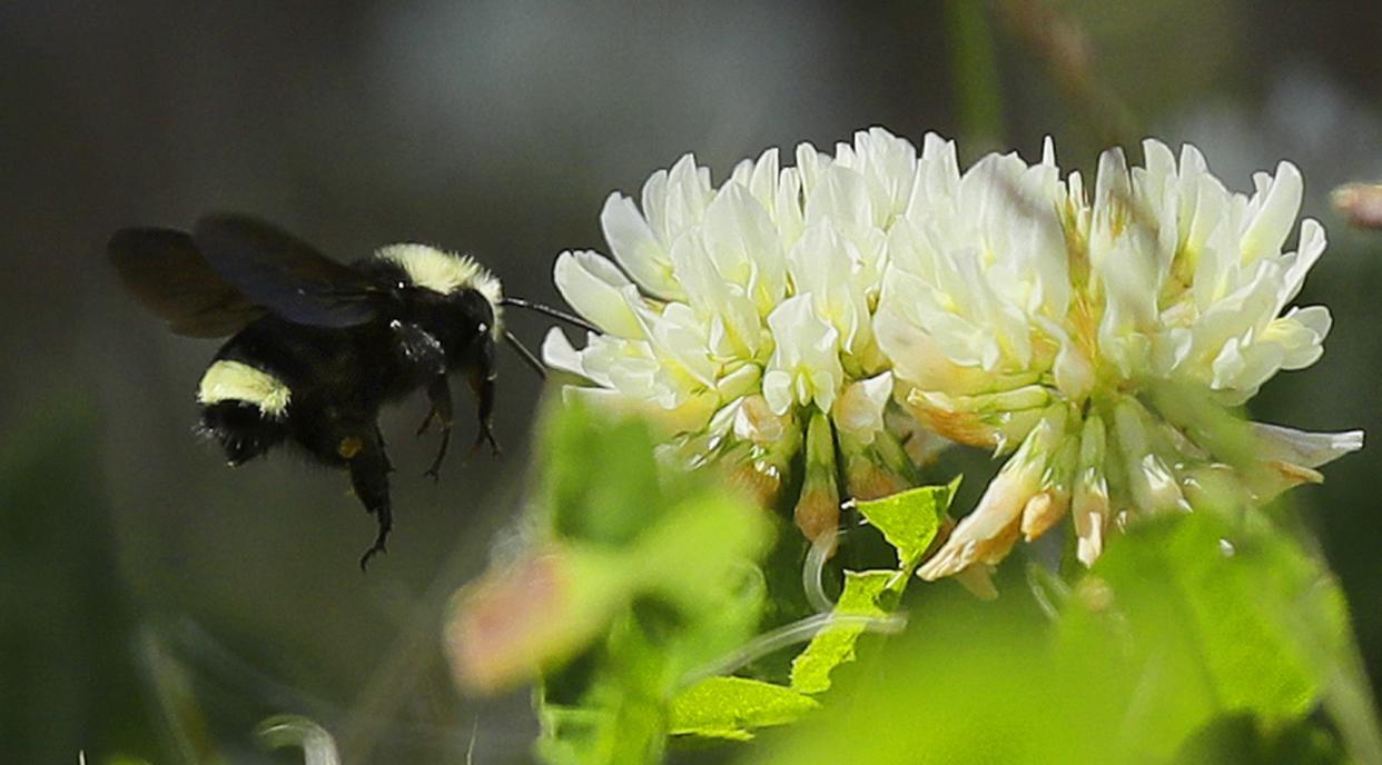 A bumblebee flies near clover flowers, Monday, June 18, 2018, in Olympia, Wash. 