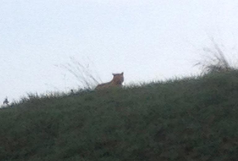 A tiger walks on the loose in Montevrain, east of Paris, as seen in this photo taken by a passerby on November 13, 2014