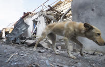 A dog walks past a shop damaged by shelling by Azerbaijan's artillery at a market in Stepanakert, the separatist region of Nagorno-Karabakh, Saturday, Oct. 31, 2020. Nagorno-Karabakh authorities said Azerbaijani military targeted a street market in Stepanakert and residential areas of Shushi on Saturday in violation of a mutual pledge not to target residential areas made after talks in Geneva. (AP Photo)