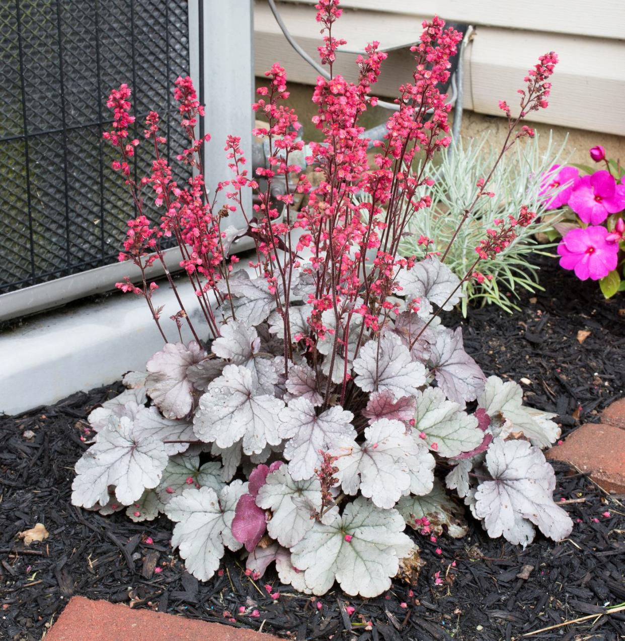 flowers that bloom at night like heuchera