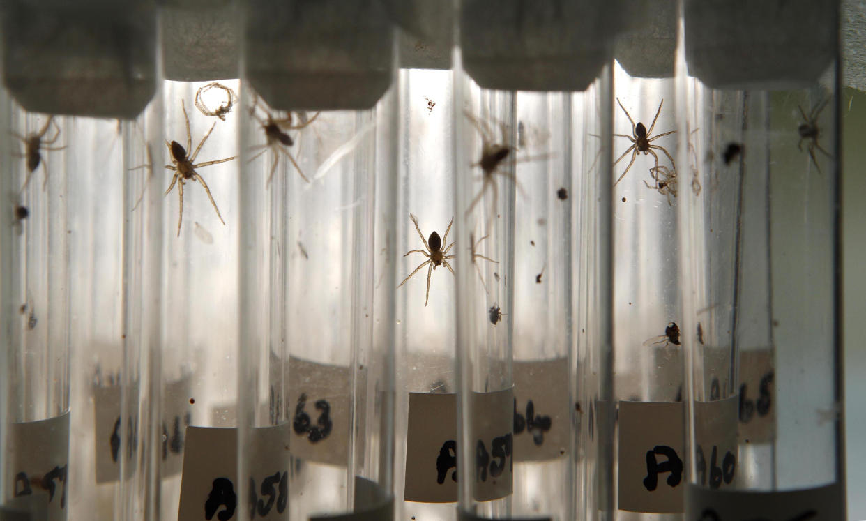 Some of the 400 baby Fen Raft spiders - one of the UK's rarest species - being hand reared in test tubes at Chester Zoo, ahead of their release later this year as part of a conservation aimed at stemming their decline.   (Photo by Peter Byrne/PA Images via Getty Images)