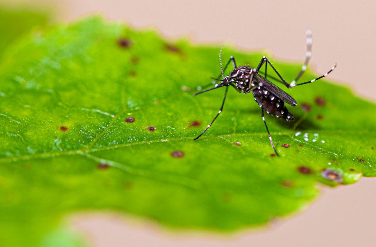 _Aedes aegypti_, found across much of the U.S., spread Zika, dengue, chikungunya and other viruses. <a href="https://www.gettyimages.com/detail/photo/aedes-aegypti-mosquito-pernilongo-with-white-spots-royalty-free-image/1282216815" rel="nofollow noopener" target="_blank" data-ylk="slk:Mailson Pignata/iStock via Getty Images;elm:context_link;itc:0;sec:content-canvas" class="link ">Mailson Pignata/iStock via Getty Images</a>