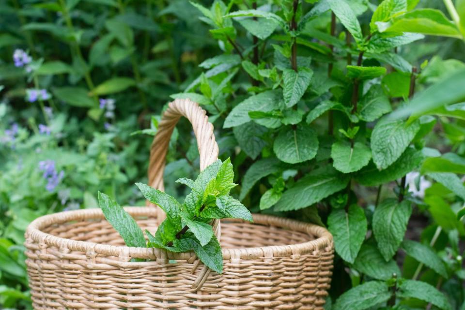 sprig of mint in basket