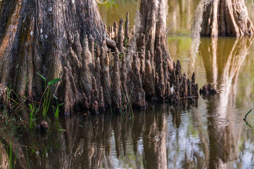 Bowlegs Creek Conservation Area is one of three new properties that Polk County is considering for possible acquisition through a land conservation program.