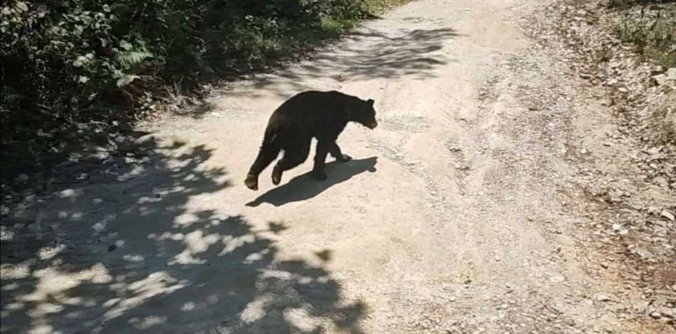 Atienden a oso de 7 meses herido por arma en NL; Profepa pide multa y prisión a responsables