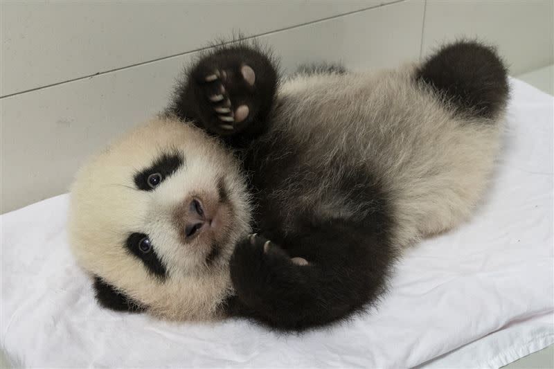 「圓寶」第一次和媽媽一起過中秋節。(圖／臺北市立動物園提供)