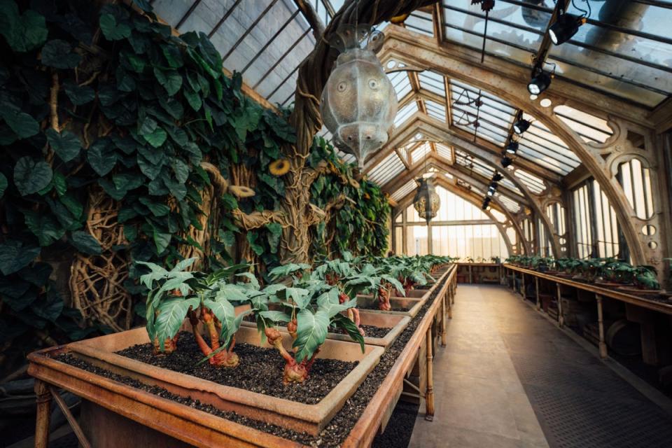 The greenhouse is a permanent addition to the Warner Bros. Studio Tour London and will open as part of a brand-new feature, Mandrakes and Magical Creatures, which will open on July 1 and run until September 12 2022 (Scott Garfitt/PinPep)
