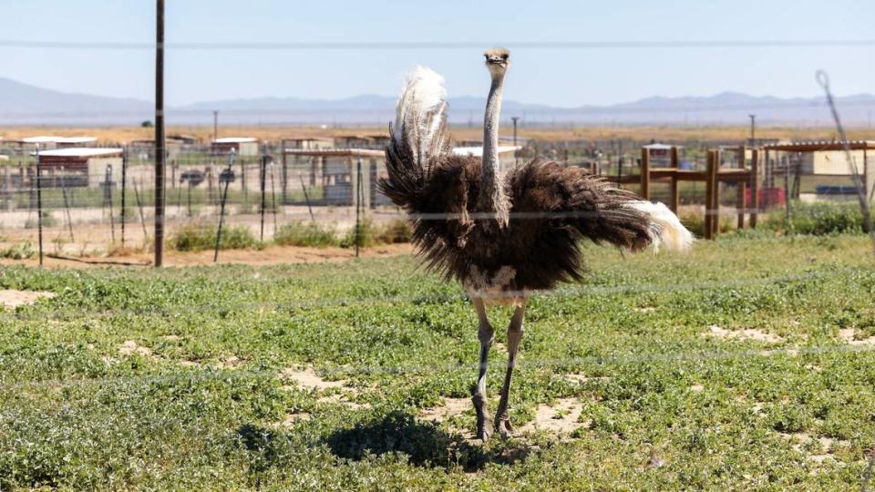 A male ostrich moves about its breeding pen near the farmhouse at American Ostrich Farms.