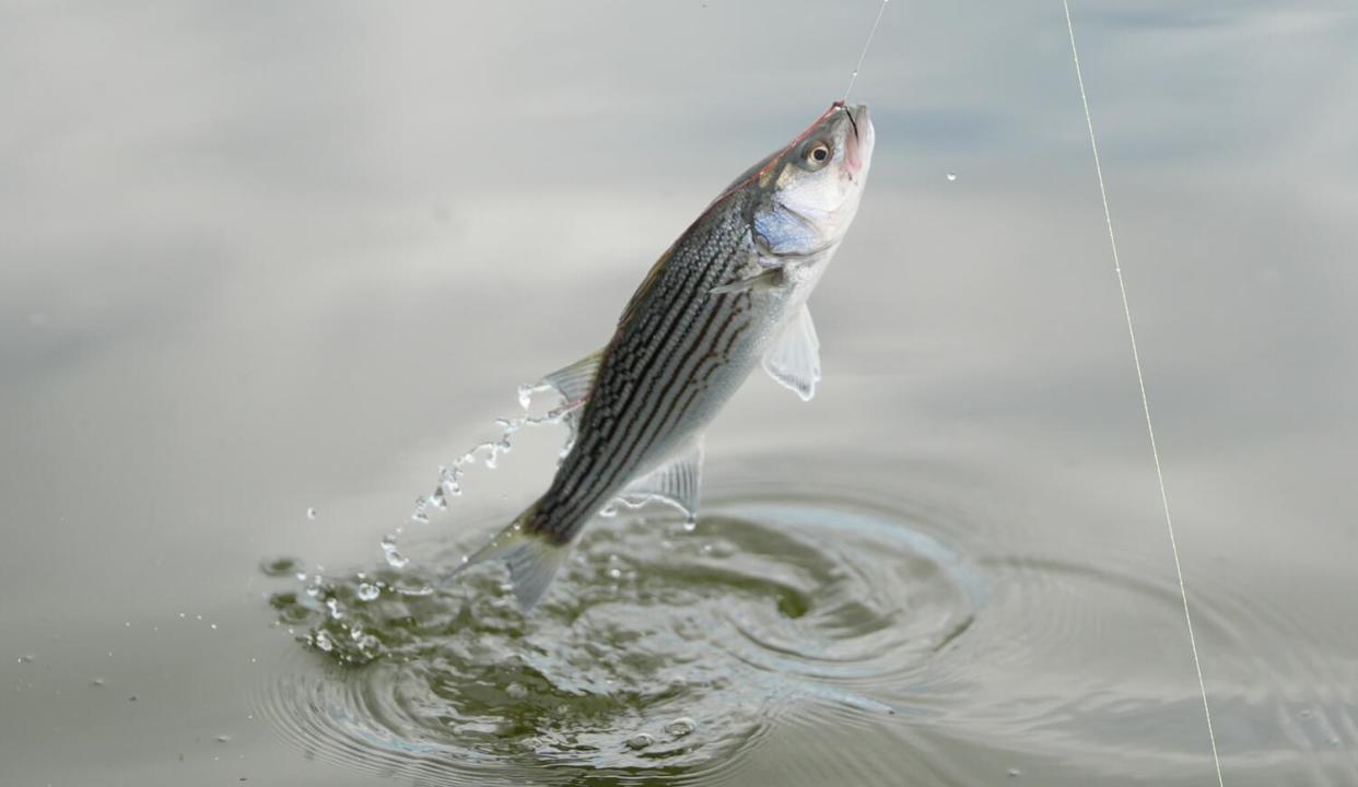 A striped bass is pulled from Clifton Court Forebay on a fishing line.