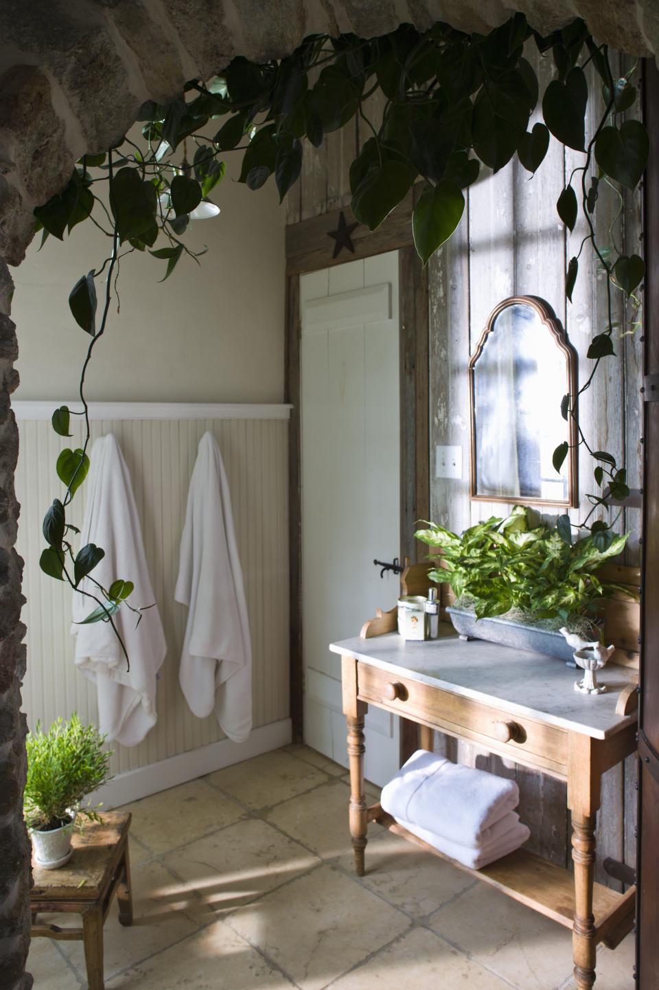 A fern in a bathroom