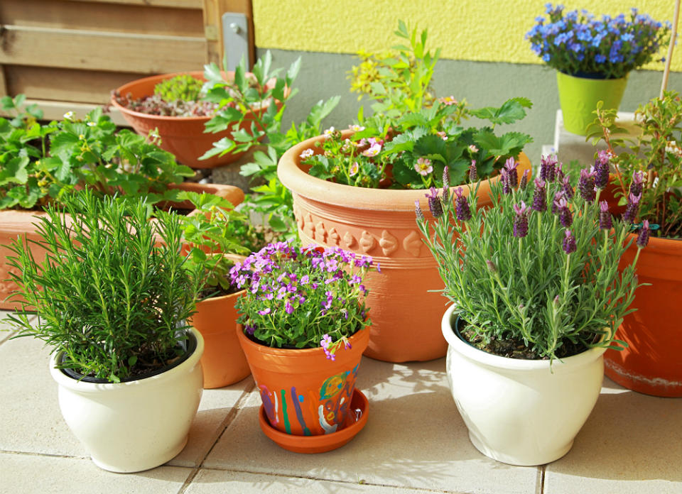 <body> <p>Don’t throw away money on <a rel="nofollow noopener" href=" http://www.bobvila.com/slideshow/vegetables-on-demand-how-to-grow-edible-plants-indoors-starting-from-seeds-46967?bv=yahoo" target="_blank" data-ylk="slk:herbs;elm:context_link;itc:0;sec:content-canvas" class="link ">herbs</a> that rapidly wilt in your fridge—plant your own windowsill garden and enjoy fresh flavors all year long. Keep the pots in a sunny window during the winter, then move them outside onto the patio during the summer. A single pack of herb seeds costs only $1 to $2 a pack—and will allow you to harvest more than you can use. </p> <p><strong>Related: <a rel="nofollow noopener" href=" http://www.bobvila.com/slideshow/9-bright-and-colorful-houseplants-you-can-t-kill-49512?bv=yahoo" target="_blank" data-ylk="slk:9 Bright and Colorful Houseplants You Can't Kill;elm:context_link;itc:0;sec:content-canvas" class="link ">9 Bright and Colorful Houseplants You Can't Kill</a> </strong> </p> </body>