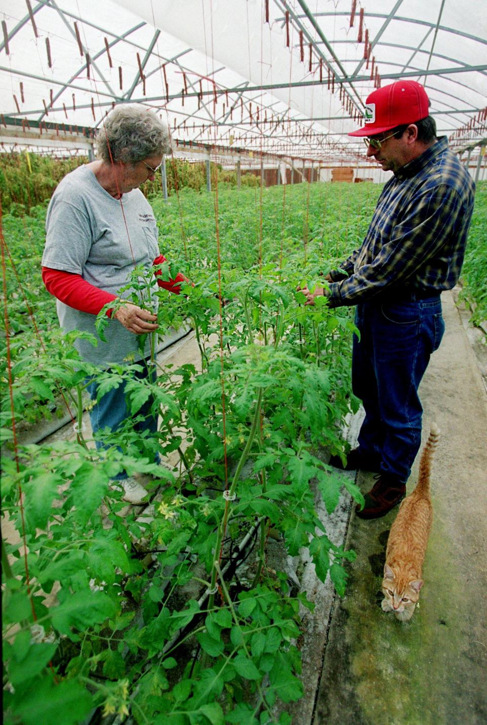 Don Meadows, right, and his mother, Anna Meadows, are clipping the vines of the spring tomato crop at Meadows Hydroponics in Tennessee in 2001.