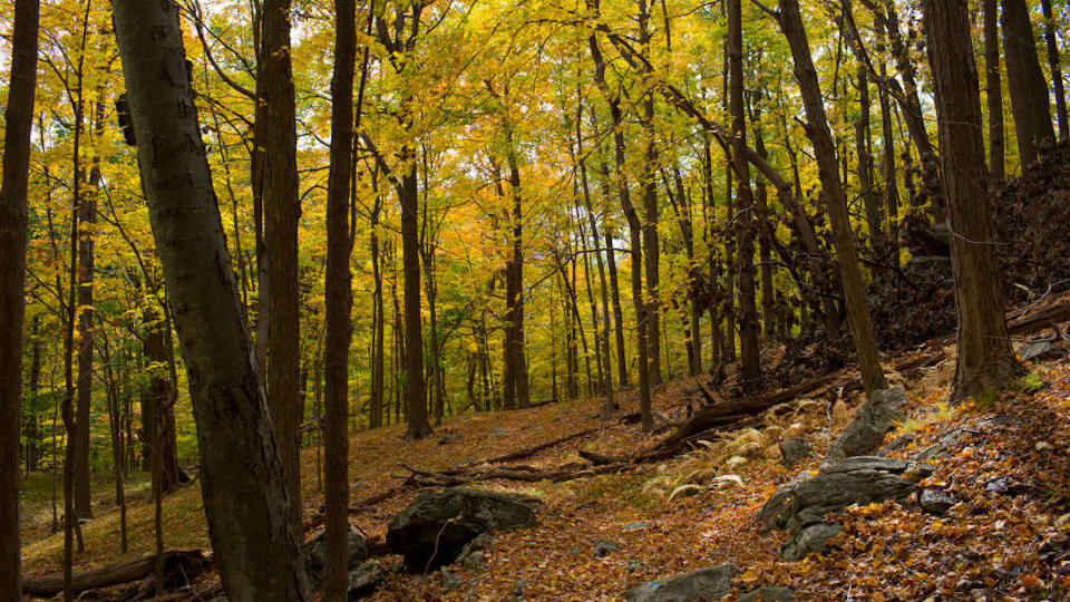 Harriman State Park New York