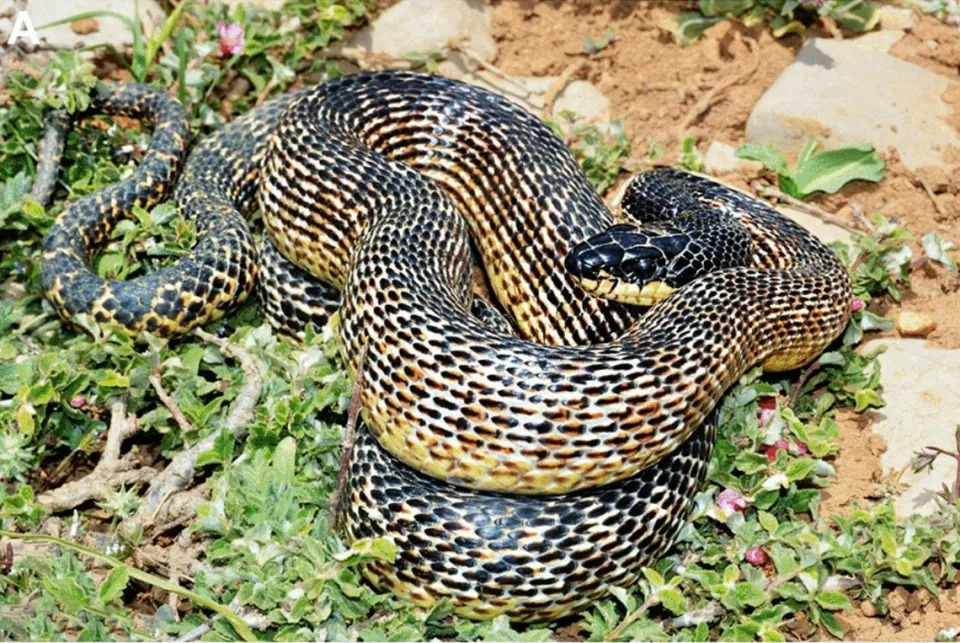 Una serpiente rata de Levante, Elaphe druzei, vista en el monte Herm&#xf3;n en 2015.