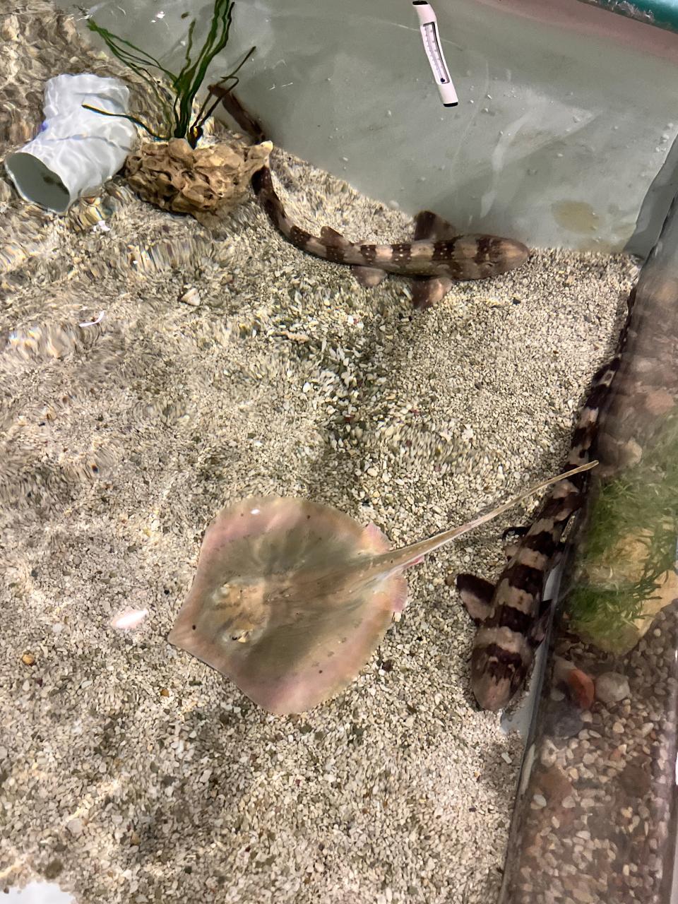 Visitors can touch Cortez Stingrays and Bamboo Sharks in the saltwater touch tank at Discovery World.