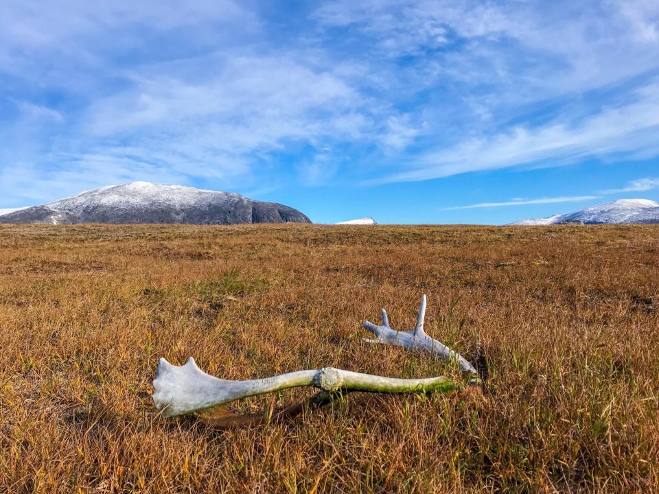 Bei einer abgelegenen Wanderung durch die arktische Wildnis Kanadas entdeckte ich ein riesiges Geweih. - Copyright: Cassandra Brooklyn