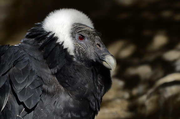 Part of the proceeds from the 2015 Bronx Zoo Birdathon went toward conserving the Andean condor, one of the world's largest birds and the official symbol of several South American countries. It is an example of a species whose conservation conn