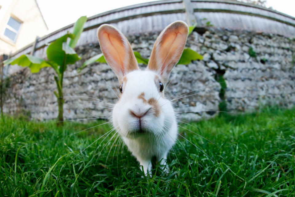 Über die Jahre hat eine Frau mit großem Herzen mehr als 300 Kaninchen gerettet und im eigenen Garten gepflegt. (Symbolbild: Getty Images)