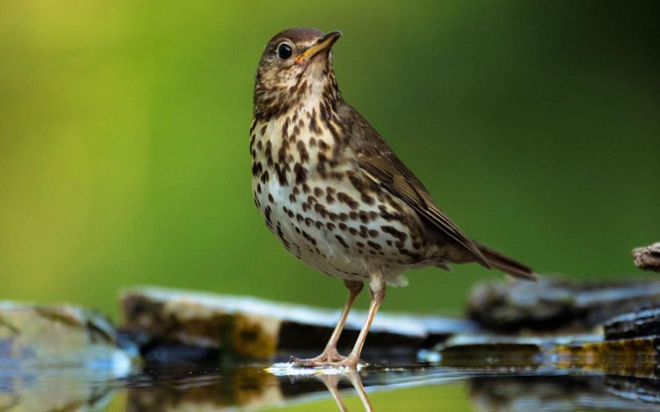 Keats regularly mentions thrushes and other common birds in his letters