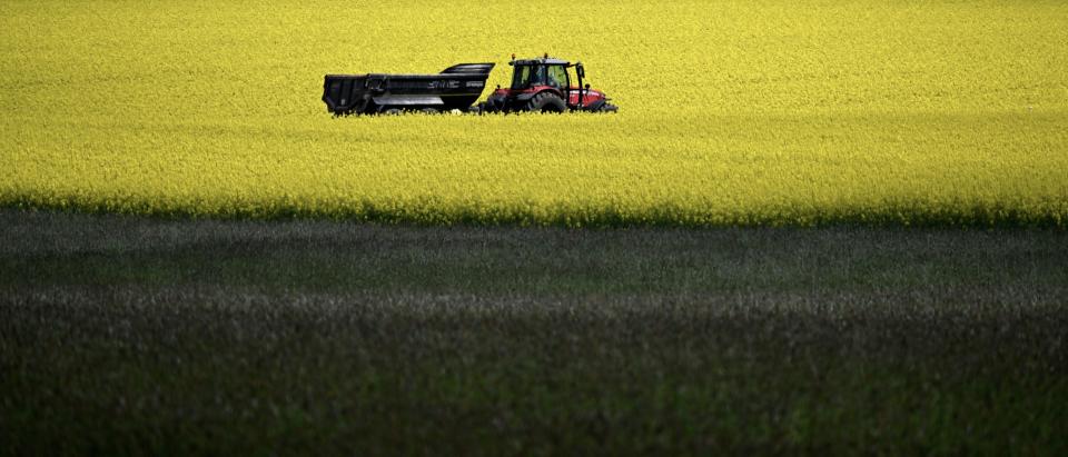 <span>Ein Traktor fährt am 15. Mai 2023 auf einer Straße zwischen blühenden Rapsfeldern in der Nähe des kleinen bayerischen Dorfes Unterbrunn in Süddeutschland</span><div><span>Christof STACHE</span><span>AFP</span></div>