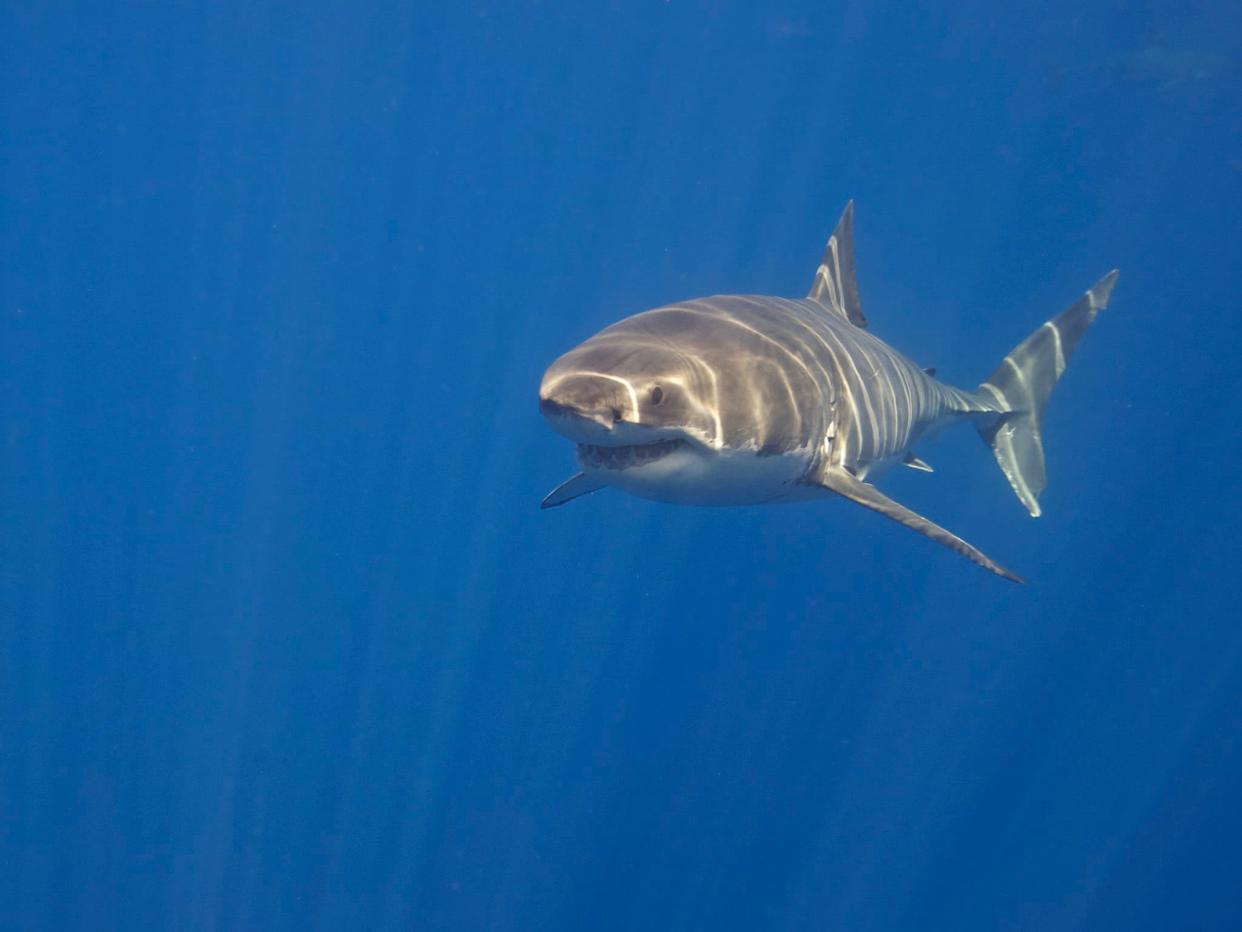 Un requin blanc (Photo d'illustration). - Flickr - CC Commons - Elias Levy