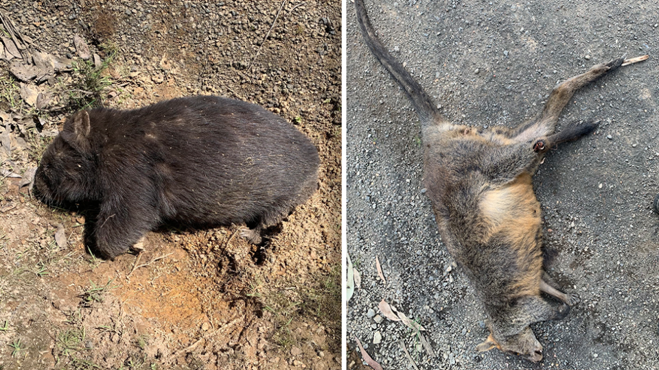 A dead wallaby and wombat.