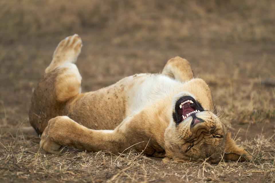laughing lion, comedy wildlife photography awards 2021