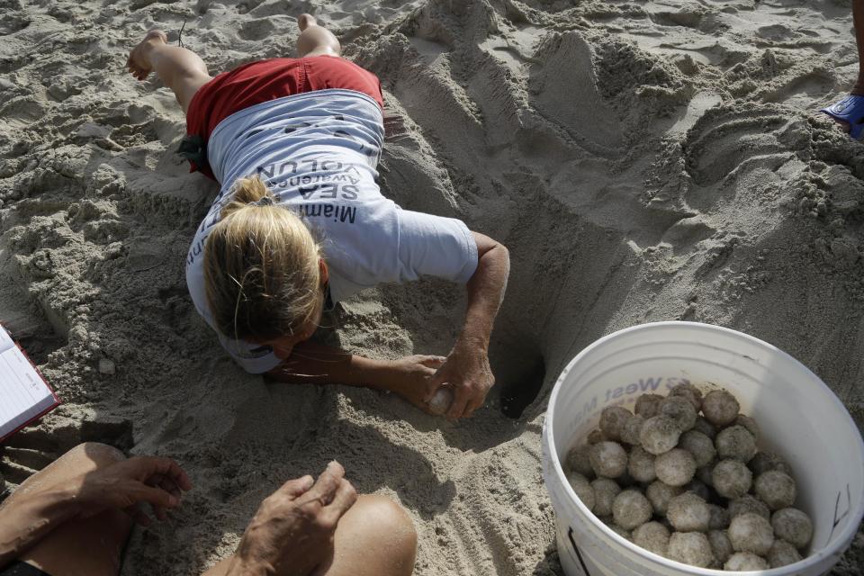 In this photo taken Tuesday, July 9, 2013, Allison Cotter, a volunteer with the Miami-Dade County Sea Turtle Awareness Program, removes loggerhead sea turtle eggs from a nest on Miami Beach, Fla. The eggs were removed and relocated as the nest was located too close to the high water line on the beach. Sea turtle nesting season on Florida's Atlantic coast runs from March through October. (AP Photo/Lynne Sladky)