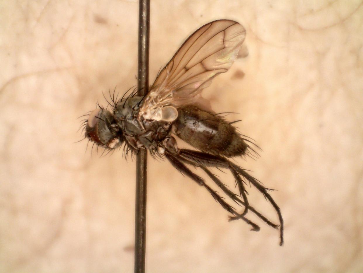 After baffling the specialists for its stubborn nonconformity to ID keys, this fly was identified as Lepidodexia hirculus, a species previously reported only in Texas, with help from the worldwide community of fly specialists.