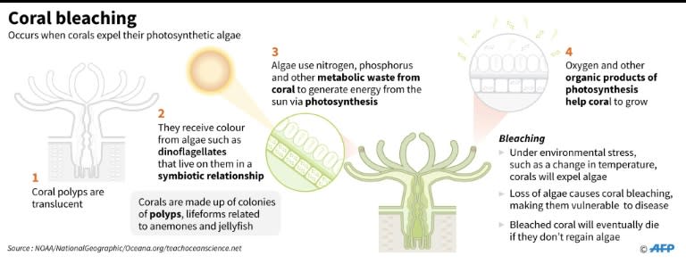 Bleaching occurs when abnormal conditions such as warmer sea temperatures cause corals to expel tiny photosynthetic algae, draining them of their colour