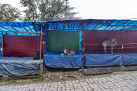 Dogs occupy roadside stalls lying empty due to the COVID-19 pandemic in Dharmsala, India, Sunday, Aug. 2, 2020. India is the third hardest-hit country by the pandemic in the world after the United States and Brazil. (AP Photo/Ashwini Bhatia)