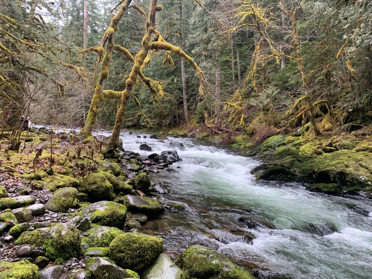 The Old Salmon River Trail travels along the emerald river, past giant trees and over bridges on a 5 mile round-trip hike near Welches in Mount. Hood National Forest.