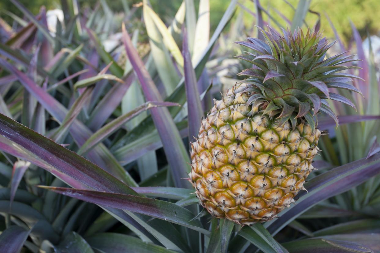 growing pineapple